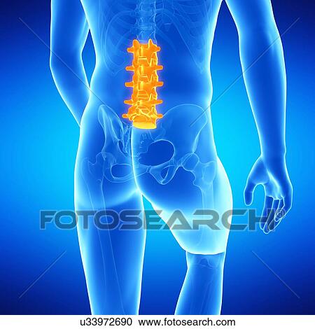 Lumbar spine, illustration View Large Illustration Clipart - Lumbar spine, illustration. Fotosearch