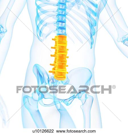 Drawing - Lumbar spine, illustration. Fotosearch