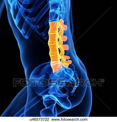 Drawing - Lumbar spine, illustration. Fotosearch