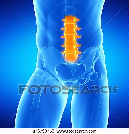 Lumbar spine, illustration View Large Illustration Drawing - Lumbar spine, illustration. Fotosearch
