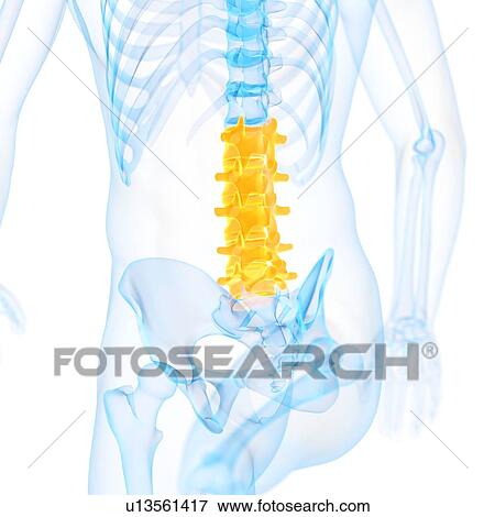 Lumbar spine, illustration View Large Illustration Stock Illustration - Lumbar spine, illustration. Fotosearch