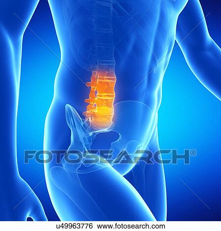Stock Illustration - Lumbar spine, illustration. Fotosearch