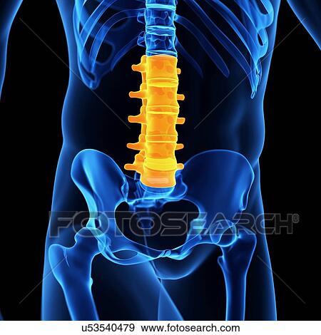 Stock Illustration - Lumbar spine, illustration. Fotosearch