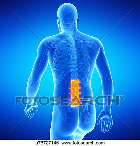 Stock Illustration - Lumbar spine, illustration. Fotosearch