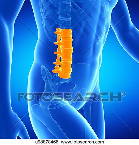 Stock Illustration - Lumbar spine, illustration. Fotosearch