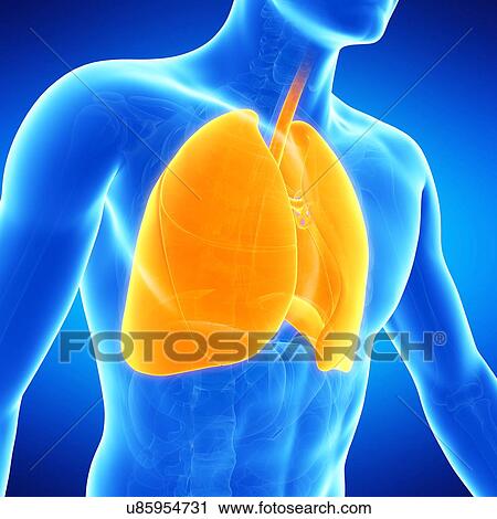 Clip Art - Lungs, illustration. Fotosearch