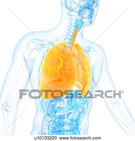 Clipart - Lungs, illustration. Fotosearch