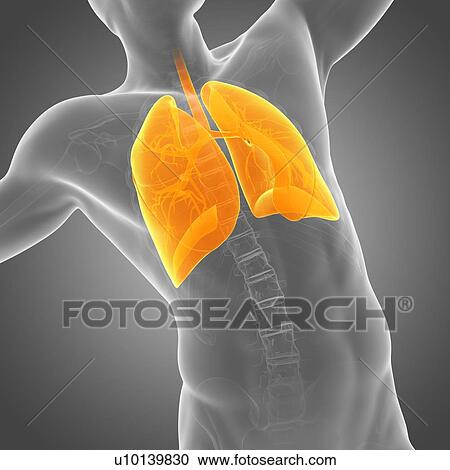 Clipart - Lungs, illustration. Fotosearch
