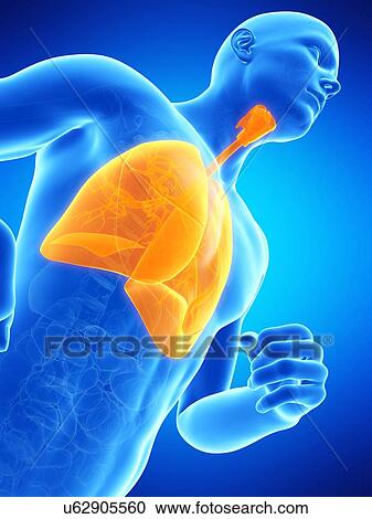 Lungs, illustration View Large Illustration Clipart - Lungs, illustration. Fotosearch