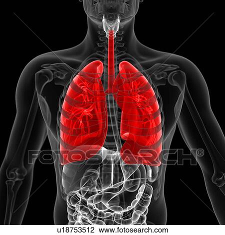 Lungs, illustration View Large Illustration Drawing - Lungs, illustration. Fotosearch