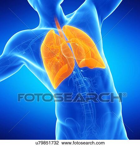 Drawing - Lungs, illustration. Fotosearch