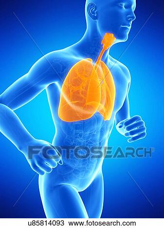 Drawing - Lungs, illustration. Fotosearch