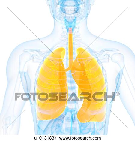 Lungs, illustration View Large Illustration Stock Illustration - Lungs, illustration. Fotosearch