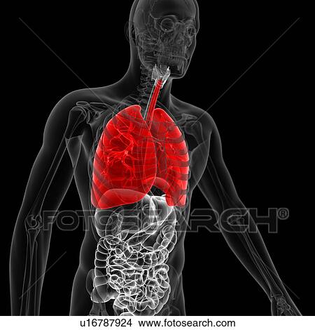 Lungs, illustration View Large Illustration Stock Illustration - Lungs, illustration. Fotosearch