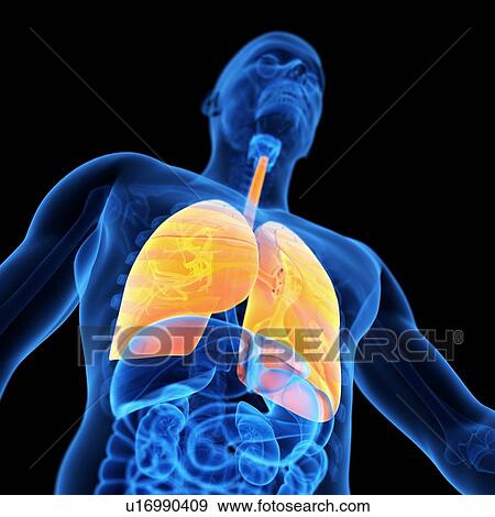 Lungs, illustration View Large Illustration Stock Illustration - Lungs, illustration. Fotosearch
