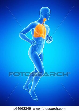 Lungs, illustration View Large Illustration Stock Illustration - Lungs, illustration. Fotosearch