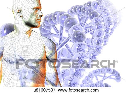 Male Figure with DNA, illustration View Large Illustration Stock Illustration - Male Figure with DNA, illustration. Fotosearch