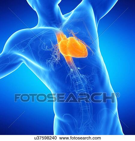 Male heart, illustration View Large Illustration Clipart - Male heart, illustration. Fotosearch