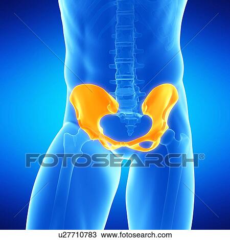 Drawing - Male hip bone, illustration. Fotosearch