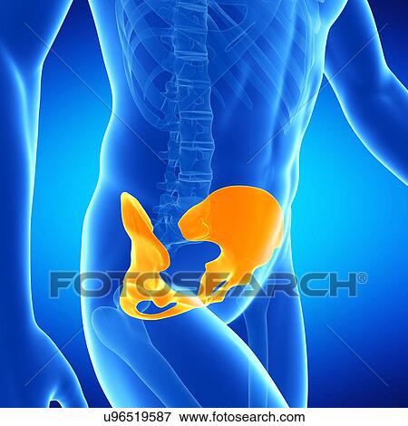 Stock Illustration - Male hip bone, illustration. Fotosearch