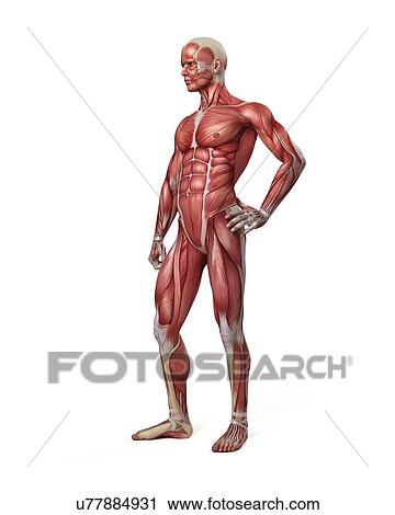 Clip Art - Male muscular system, illustration. Fotosearch