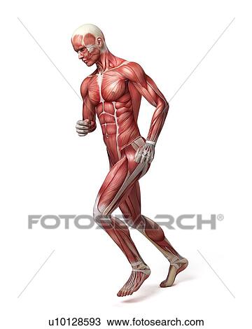 Drawing - Male muscular system, illustration. Fotosearch