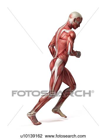 Drawing - Male muscular system, illustration. Fotosearch