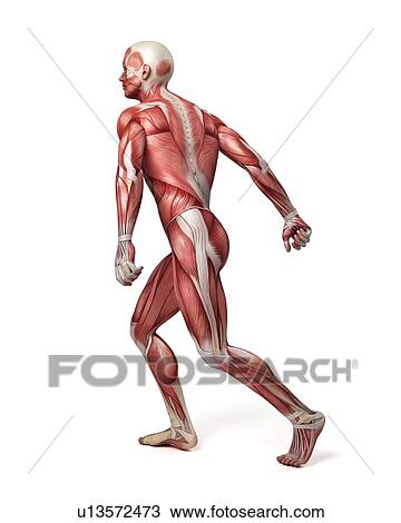 Male muscular system, illustration View Large Illustration Drawing - Male muscular system, illustration. Fotosearch