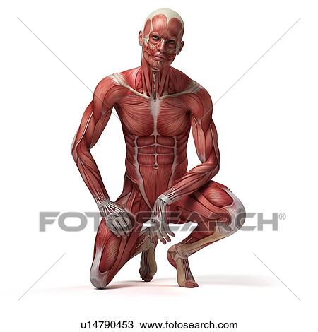 Male muscular system, illustration View Large Illustration Drawing - Male muscular system, illustration. Fotosearch