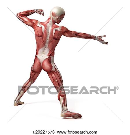 Drawing - Male muscular system, illustration. Fotosearch