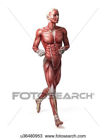 Drawing - Male muscular system, illustration. Fotosearch