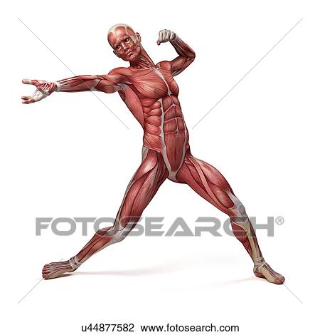 Drawing - Male muscular system, illustration. Fotosearch