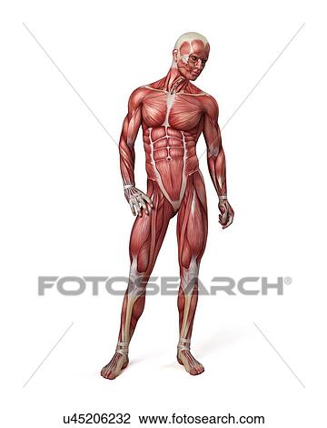 Male muscular system, illustration View Large Illustration Drawing - Male muscular system, illustration. Fotosearch