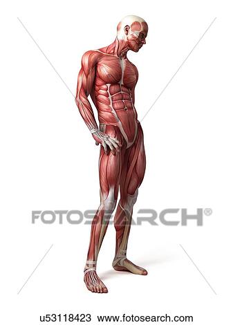 Drawing - Male muscular system, illustration. Fotosearch