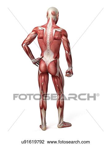 Drawing - Male muscular system, illustration. Fotosearch