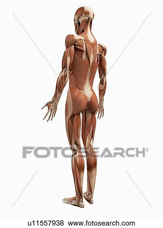 Male muscular system, illustration View Large Illustration Stock Illustration - Male muscular system, illustration. Fotosearch