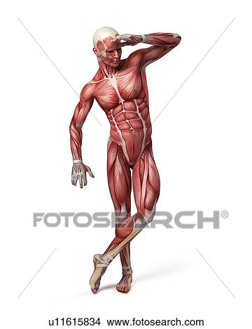 Male muscular system, illustration View Large Illustration Stock Illustration - Male muscular system, illustration. Fotosearch