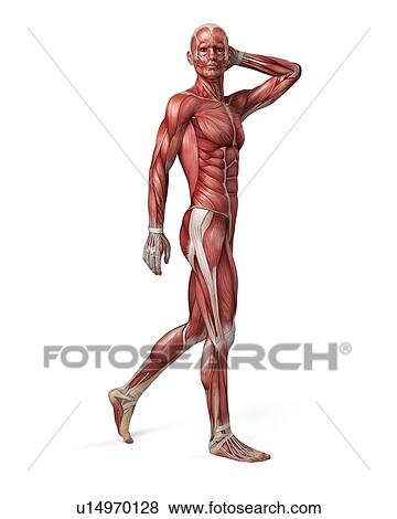 Stock Illustration - Male muscular system, illustration. Fotosearch