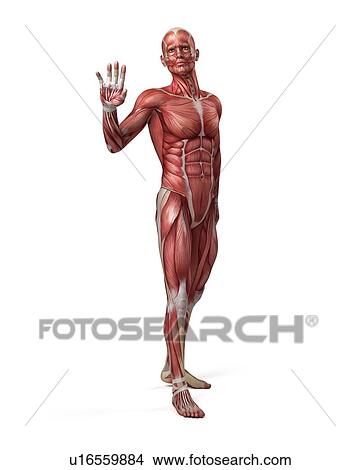 Stock Illustration - Male muscular system, illustration. Fotosearch