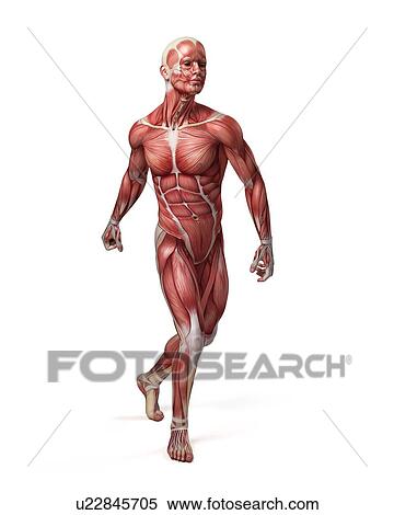 Male muscular system, illustration View Large Illustration Stock Illustration - Male muscular system, illustration. Fotosearch