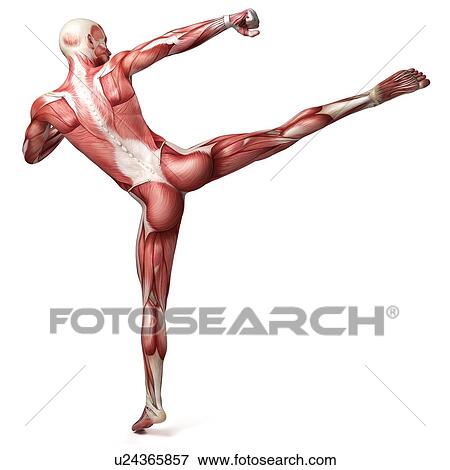Stock Illustration - Male muscular system, illustration. Fotosearch