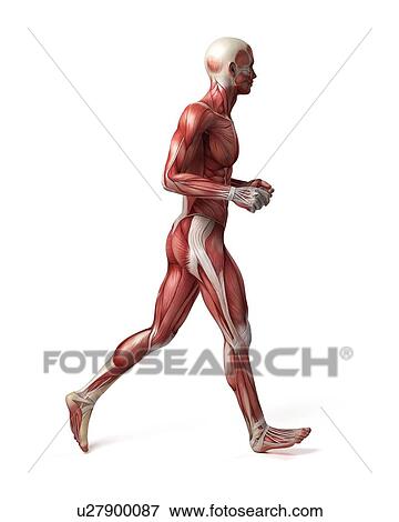Male muscular system, illustration View Large Illustration Stock Illustration - Male muscular system, illustration. Fotosearch