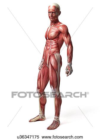 Stock Illustration - Male muscular system, illustration. Fotosearch