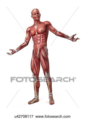 Male muscular system, illustration View Large Illustration Stock Illustration - Male muscular system, illustration. Fotosearch