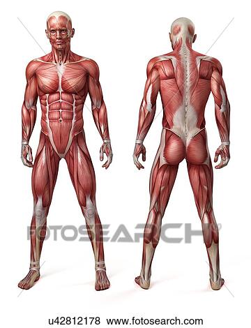 Stock Illustration - Male muscular system, illustration. Fotosearch