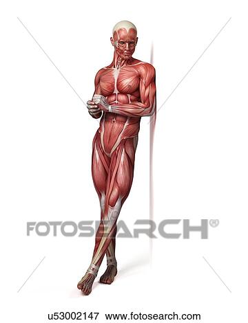 Male muscular system, illustration View Large Illustration Stock Illustration - Male muscular system, illustration. Fotosearch