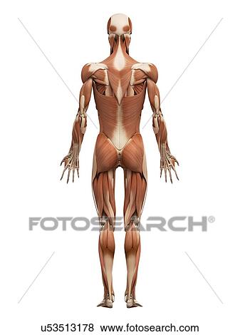 Male muscular system, illustration View Large Illustration Stock Illustration - Male muscular system, illustration. Fotosearch