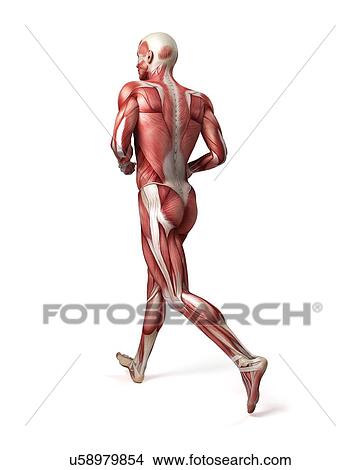 Stock Illustration - Male muscular system, illustration. Fotosearch