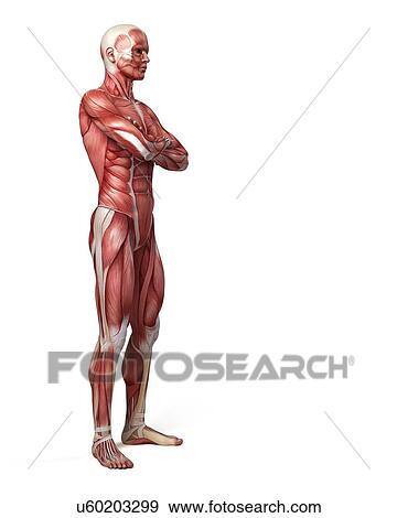 Male muscular system, illustration View Large Illustration Stock Illustration - Male muscular system, illustration. Fotosearch
