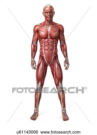 Stock Illustration - Male muscular system, illustration. Fotosearch